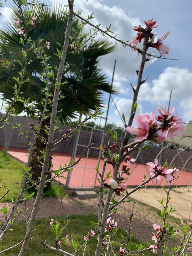 Вілла Palm Grove Farm Tit Mellil Екстер'єр фото